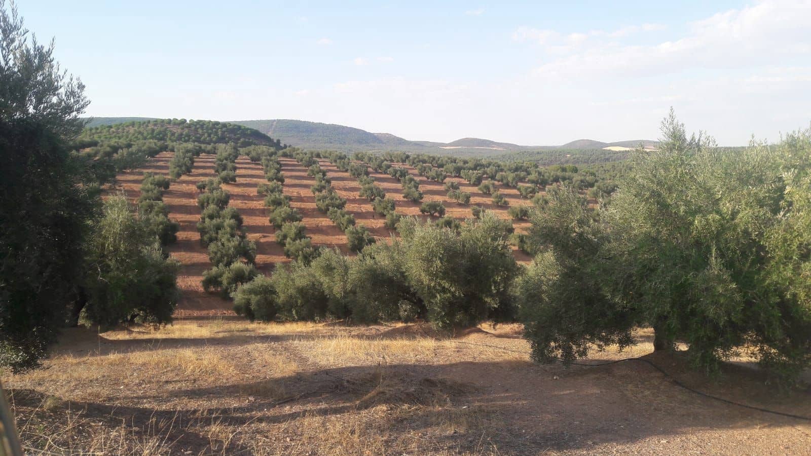 Finca/Country House for sale in Jaen city - € 9,000,000 (Ref: 9494960)