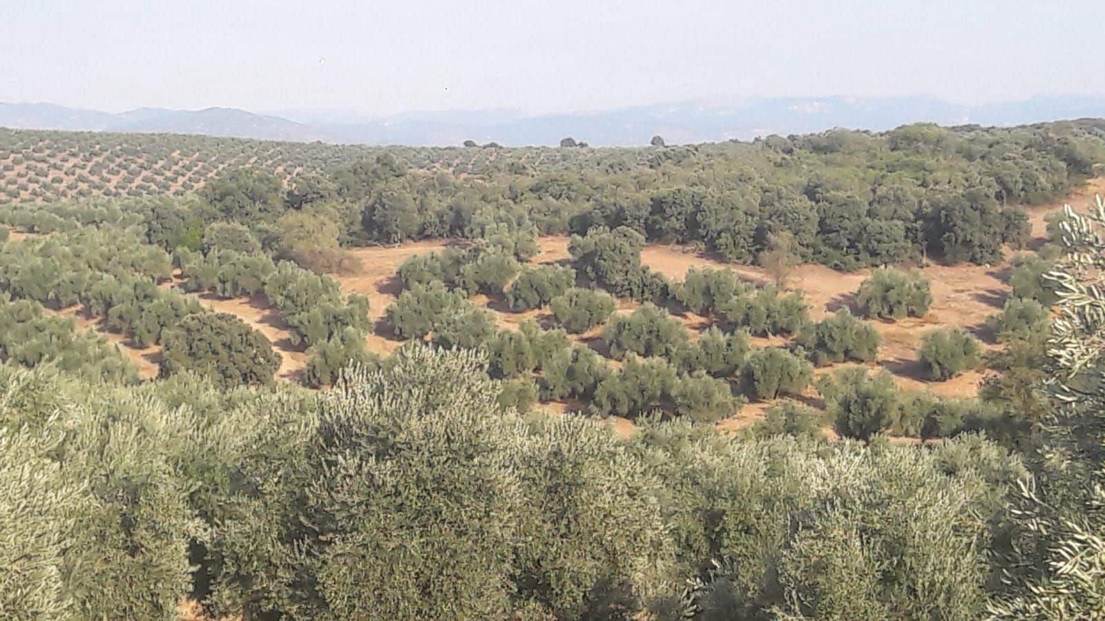 Finca/Country House for sale in Jaen city - € 1,600,000 (Ref: 9494963)