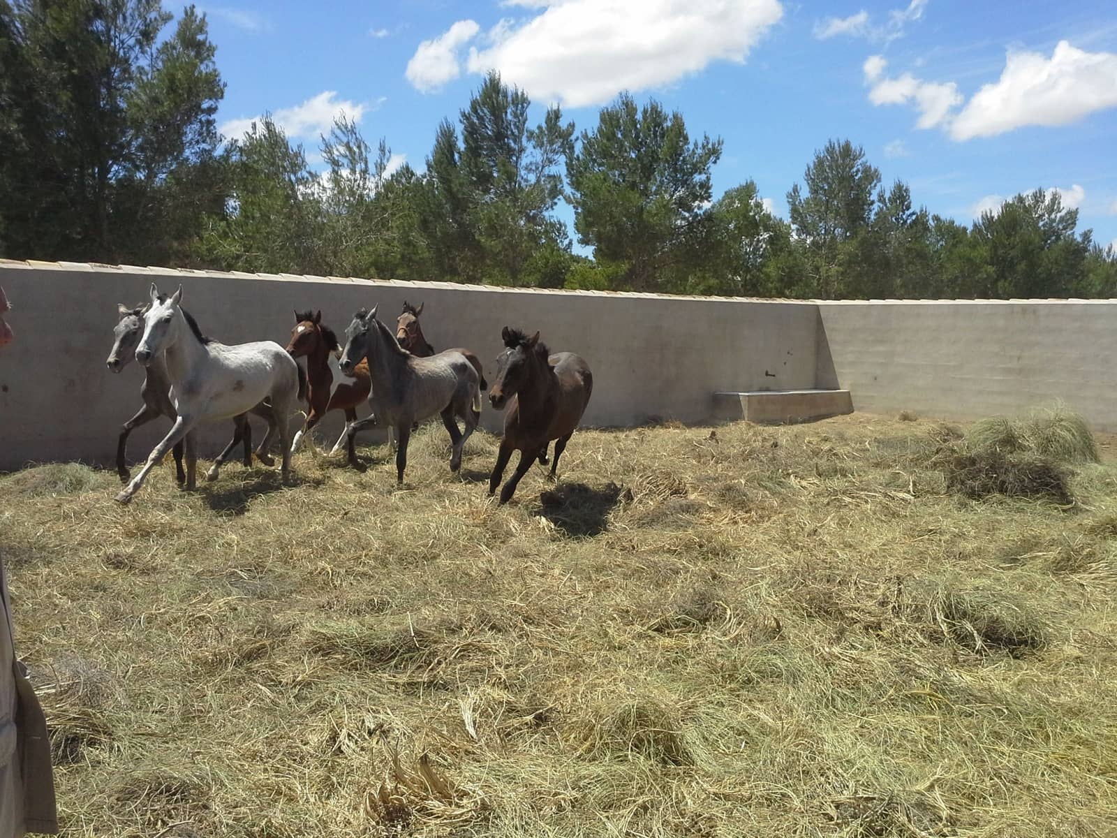 Finca/Country House for sale in Yecla - € 600,000 (Ref: 9494965)