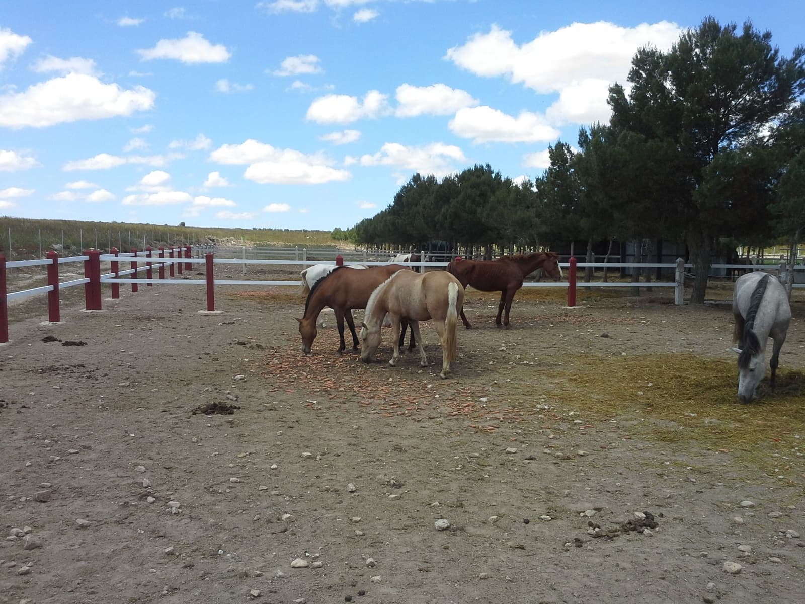 Finca/Country House for sale in Yecla - € 600,000 (Ref: 9494965)