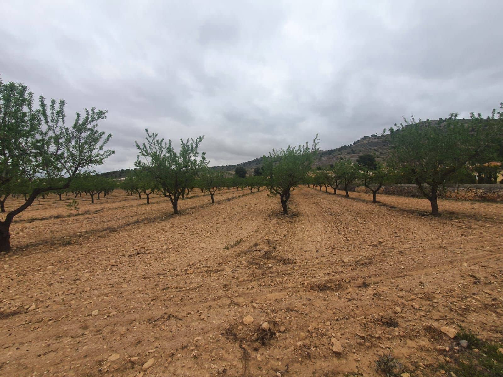 Finca/Country House for sale in Pinoso - € 1,500,000 (Ref: 9494967)