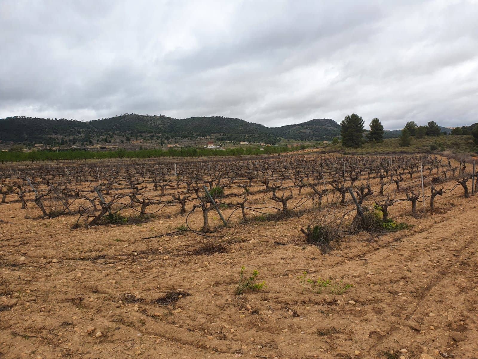 Finca/Country House for sale in Pinoso - € 1,500,000 (Ref: 9494967)