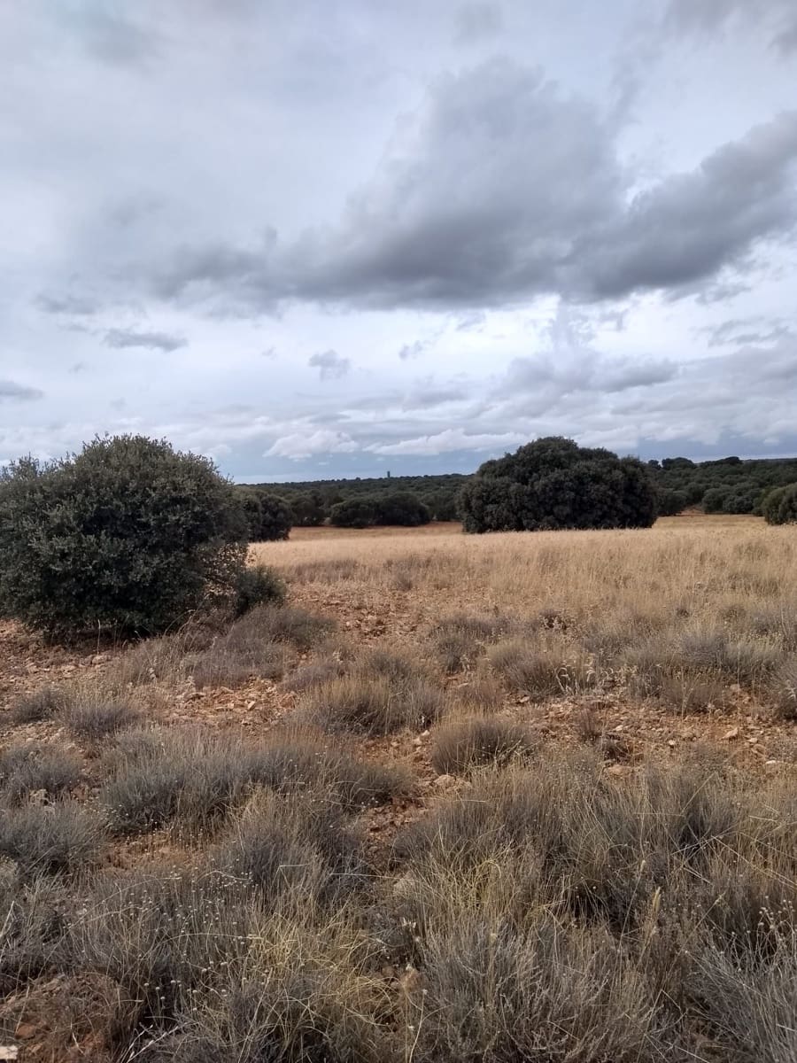 Finca/Country House for sale in Albacete city - € 37,000,000 (Ref: 9494971)