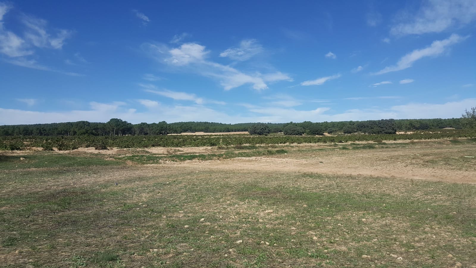 Finca/Country House for sale in Albacete city - € 14,000,000 (Ref: 9494976)