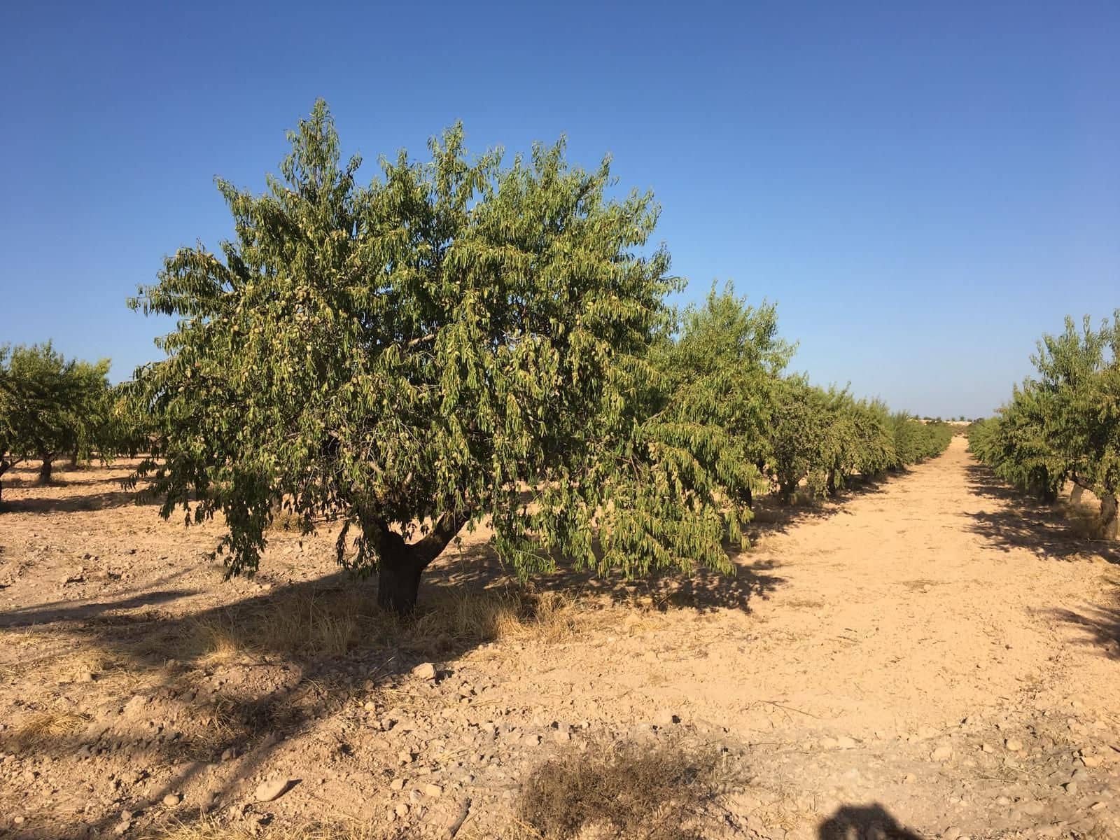 Finca/Hus på landet till salu i Murcia stad - 3 500 000 € (Ref: 9494984)