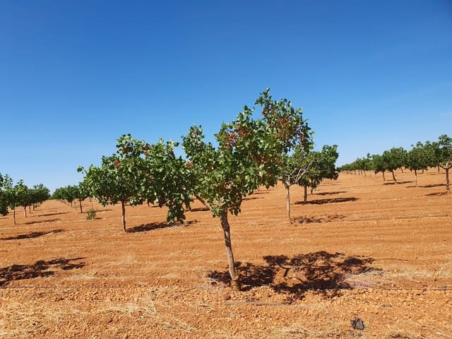 Quinta/Casa Rural para venda em Yecla - 2 000 000 € (Ref: 9494985)