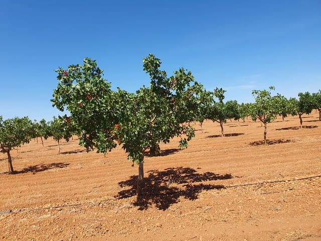Quinta/Casa Rural para venda em Yecla - 2 000 000 € (Ref: 9494985)