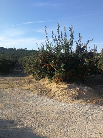 Finca/Landehus til salg i Orihuela ciudad, Orihuela - € 15.000.000 (Ref: 9494987)