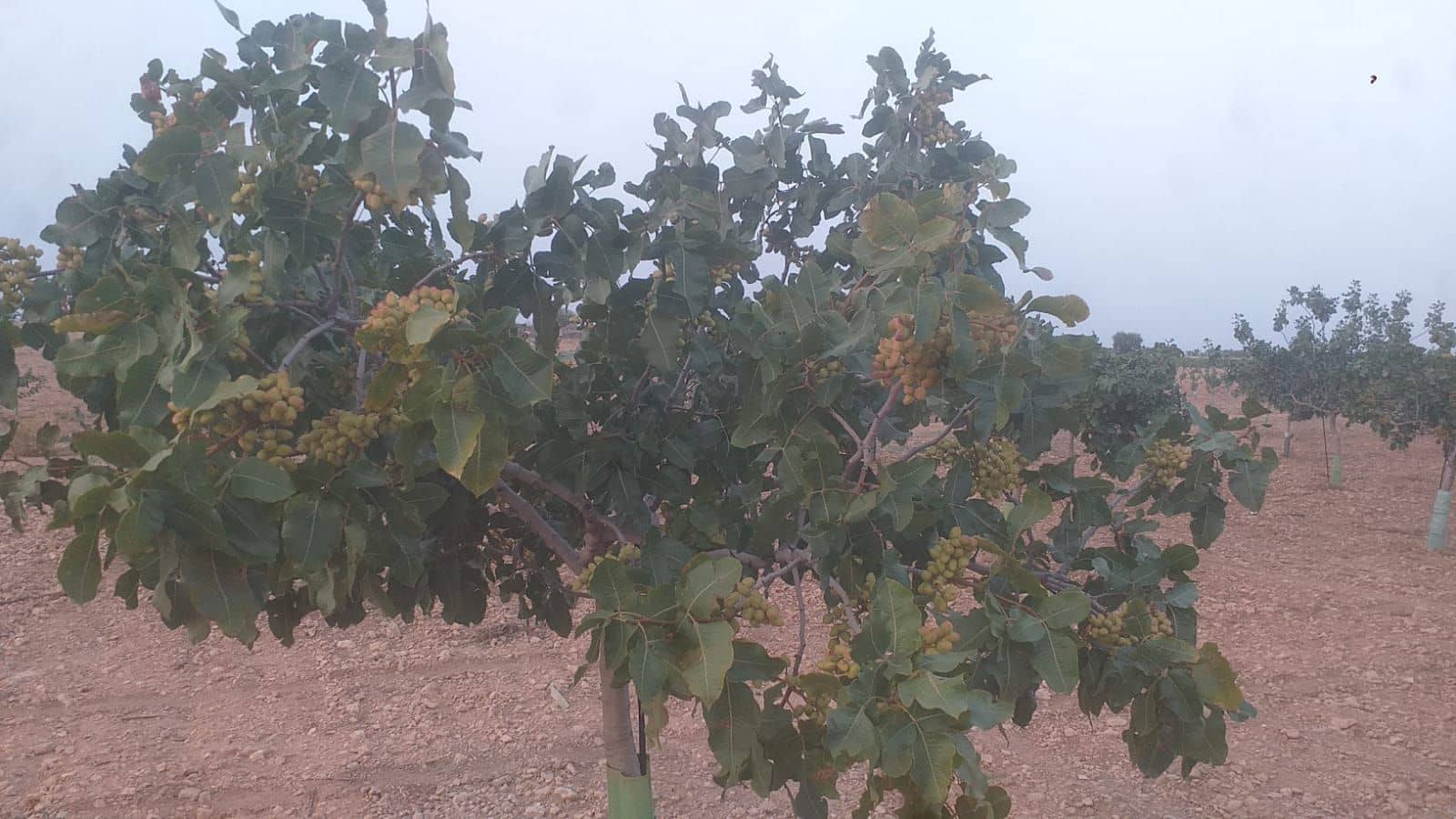 Finca/Country House for sale in Quintanar de la Orden - € 1,300,000 (Ref: 9494991)