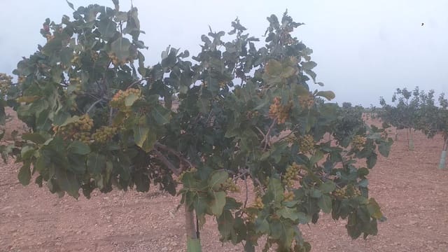 Finca/Casa Rural en Quintanar de la Orden en venta - 1.300.000 € (Ref: 9494991)