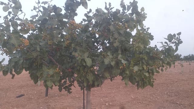 Finca/Casa Rural en Quintanar de la Orden en venta - 1.300.000 € (Ref: 9494991)