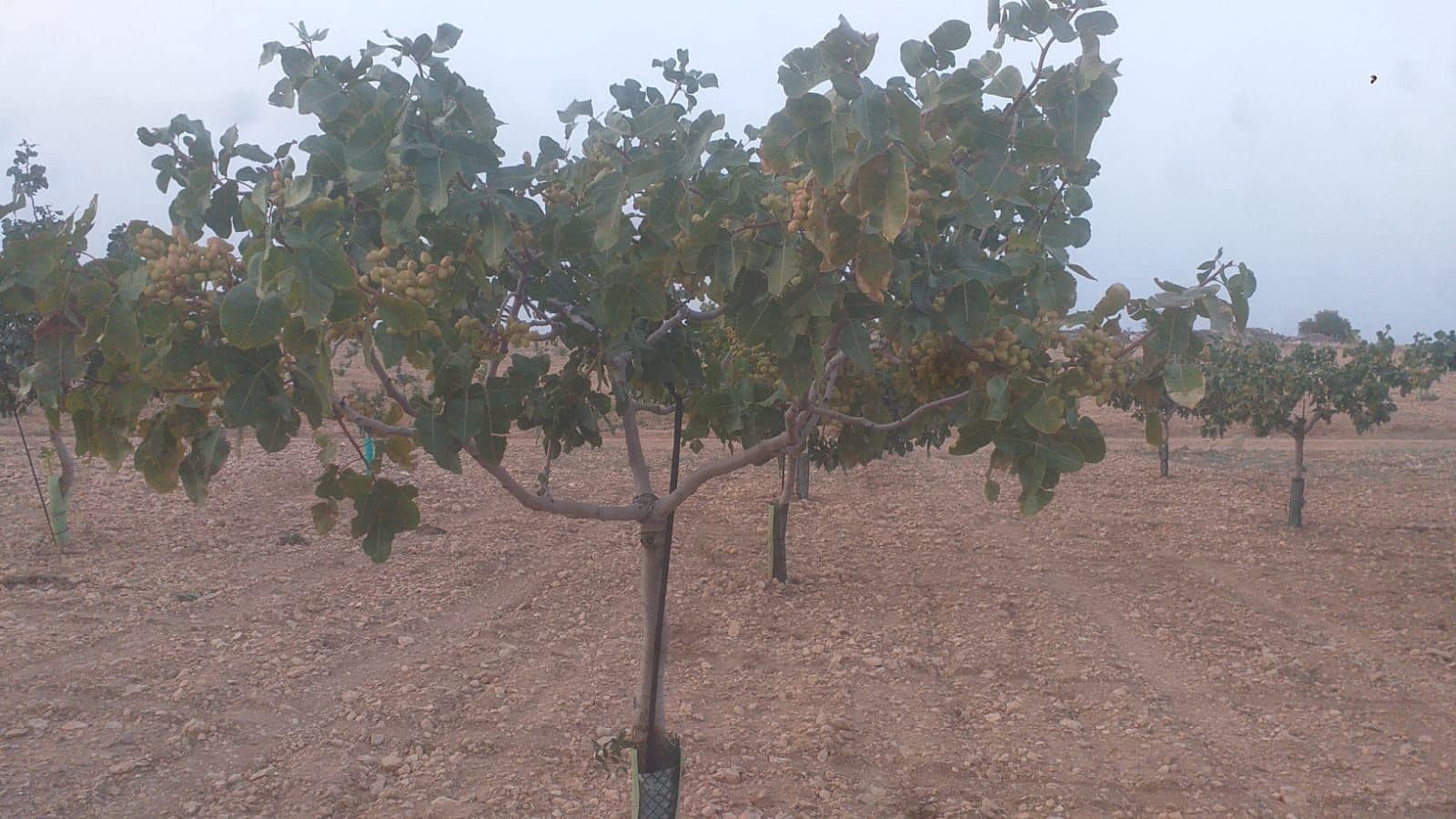 Finca/Country House for sale in Quintanar de la Orden - € 1,300,000 (Ref: 9494991)