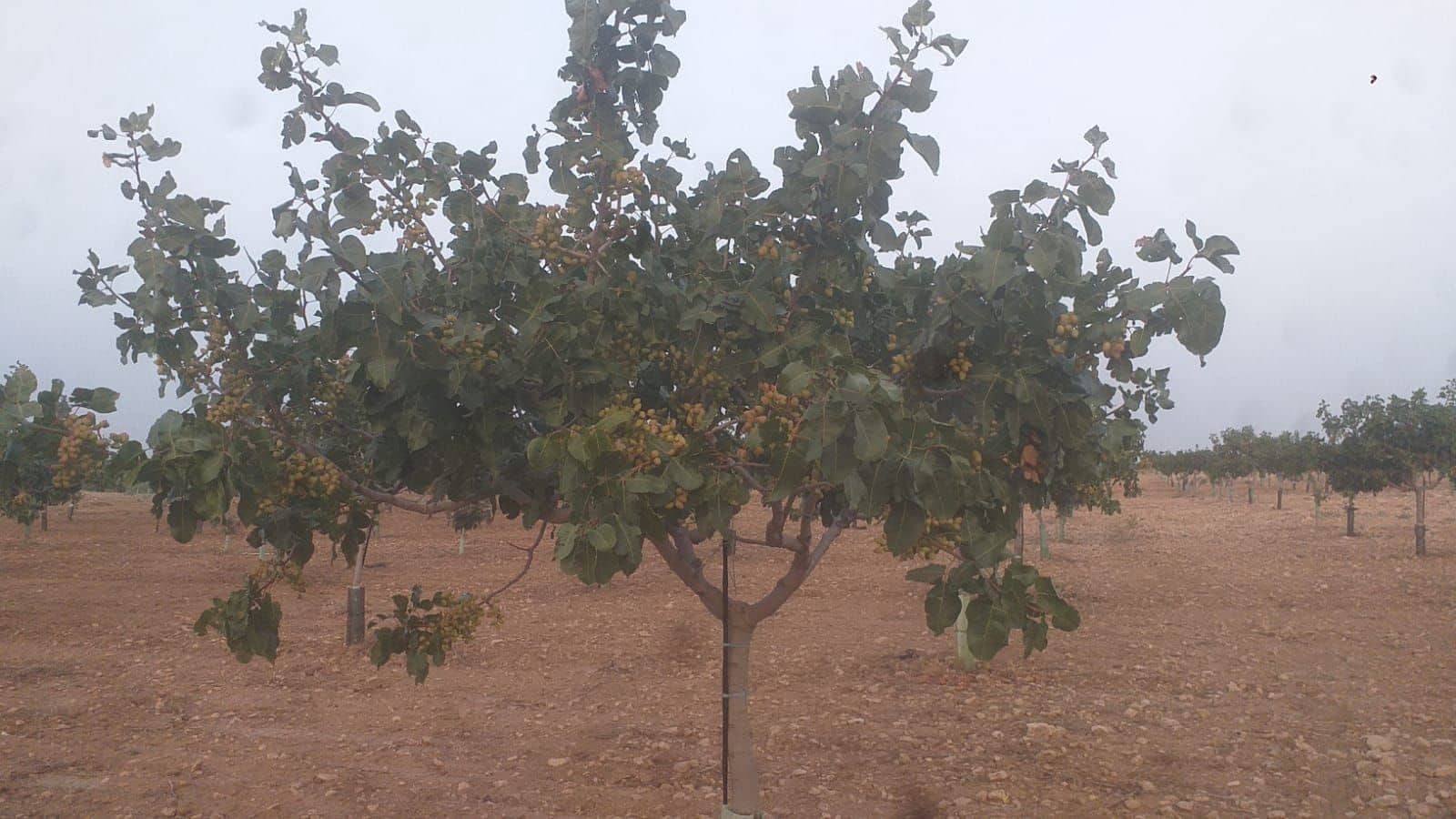 Finca/Country House for sale in Quintanar de la Orden - € 1,300,000 (Ref: 9494991)