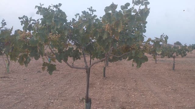 Finca/Casa Rural en Quintanar de la Orden en venta - 1.300.000 € (Ref: 9494991)