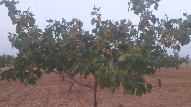 Finca/Casa Rural en Quintanar de la Orden en venta - 1.300.000 € (Ref: 9494991)