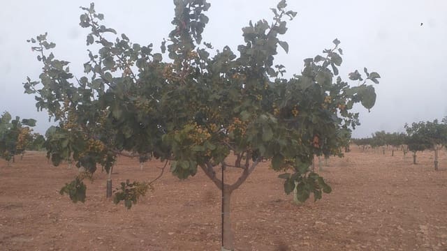 Finca/Casa Rural en Quintanar de la Orden en venta - 1.300.000 € (Ref: 9494991)