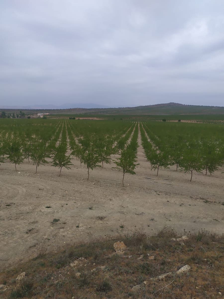 Finca/Country House for sale in Baza - € 4,500,000 (Ref: 9494992)