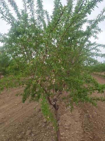 Finca/Casa di Campagna in vendita in Baza - 4.500.000 € (Rif: 9494992)