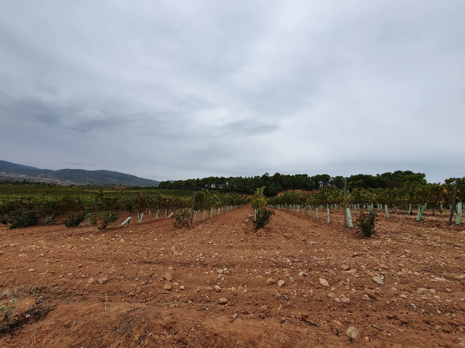 Finca/Landehus til salg i La Font de la Figuera - € 1.200.000 (Ref: 9494993)