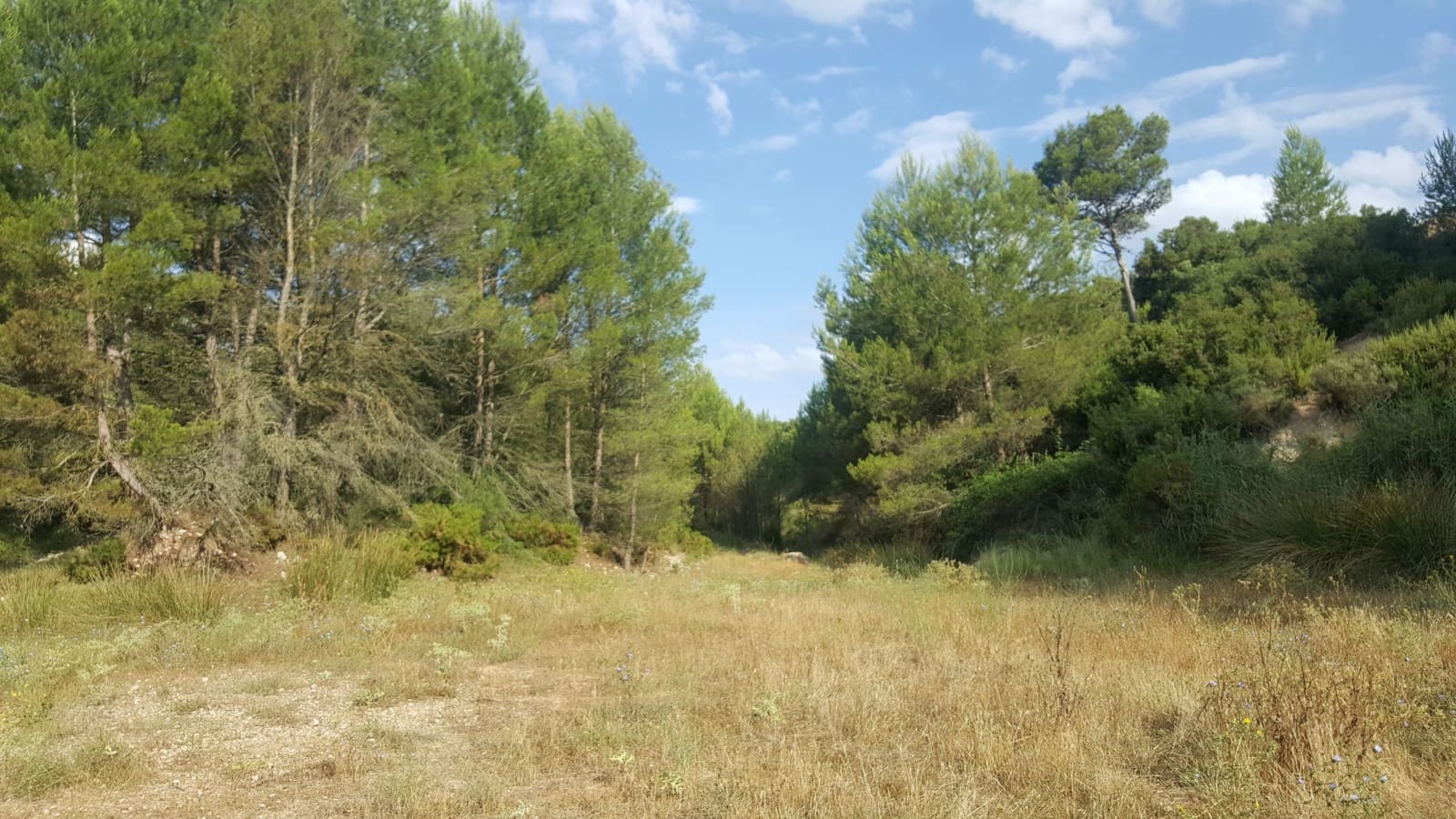 Finca/Country House for sale in Requena - € 295,000 (Ref: 9494995)