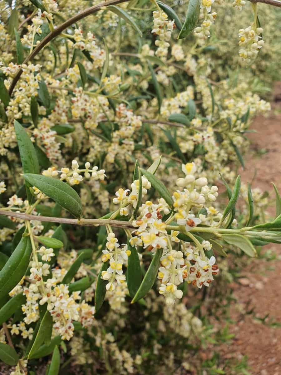 Finca/Country House for sale in Yecla - € 55,000 (Ref: 9494996)