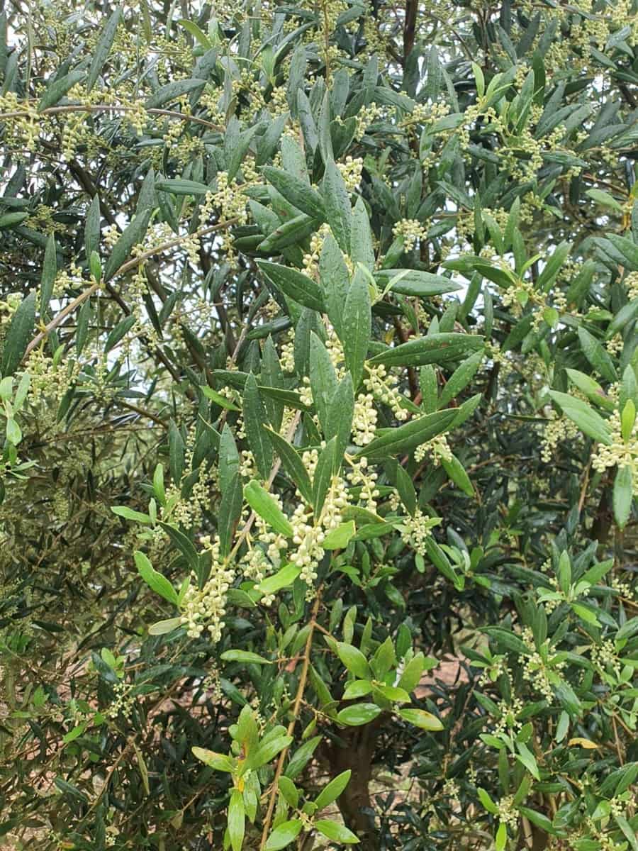 Finca/Country House for sale in Yecla - € 55,000 (Ref: 9494996)