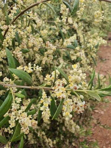 Quinta/Casa Rural para venda em Yecla - 55 000 € (Ref: 9494996)