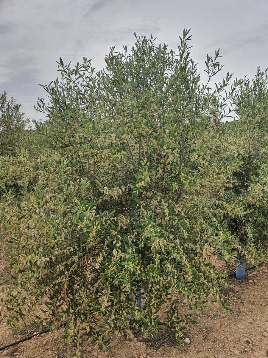 Finca/Country House for sale in Yecla - € 55,000 (Ref: 9494996)