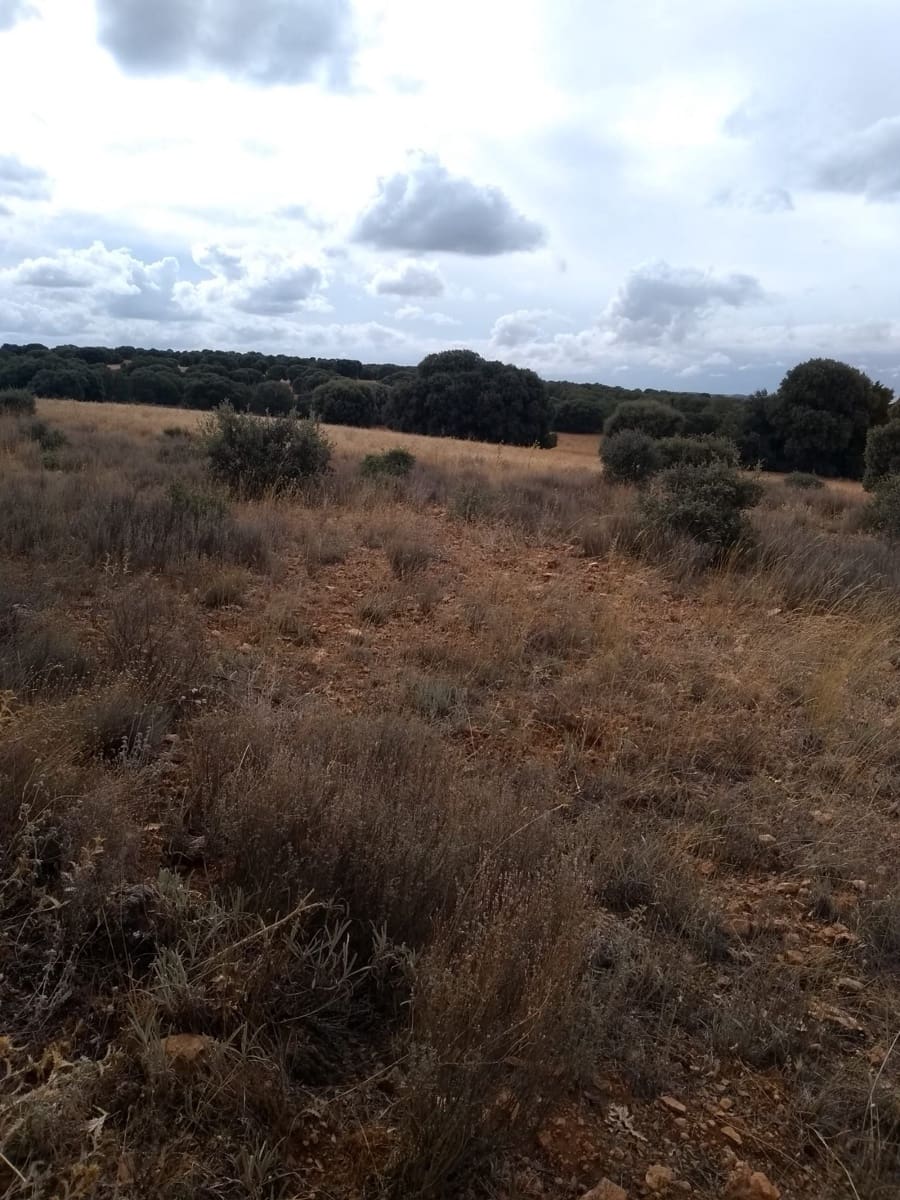 Finka/Dom wiejski na sprzedaż w Miasto Albacete - 14 000 000 € (Ref: 9494997)