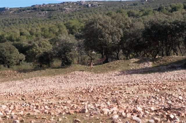 Finca/Country House for sale in Ossa de Montiel - € 5,000,000 (Ref: 9495006)