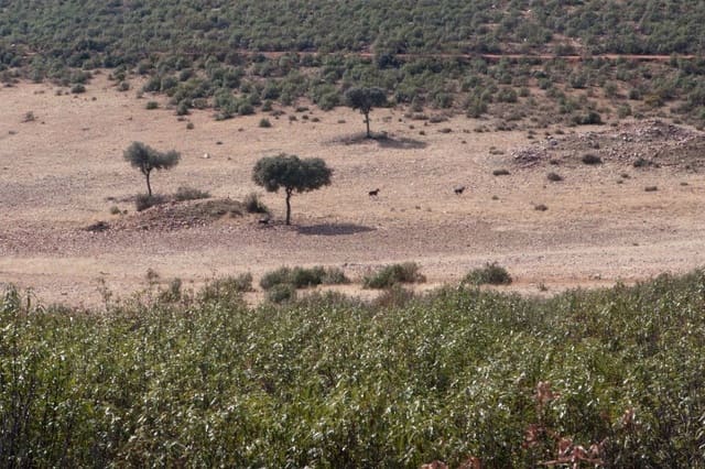 Finca/Country House for sale in Puertollano - € 3,500,000 (Ref: 9495007)