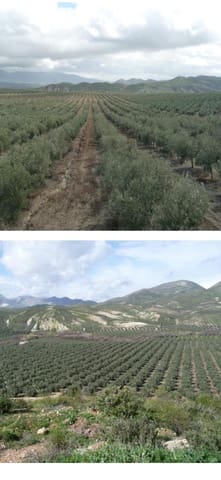 Finca/Country House for sale in Jaén city - € 25,000,000 (Ref: 9495013)