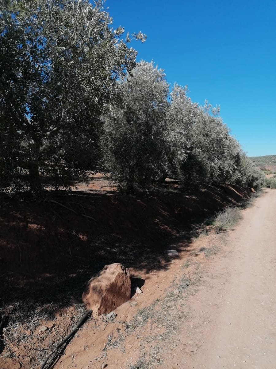 Finca/Country House for sale in Jaen city - € 25,000,000 (Ref: 9495013)