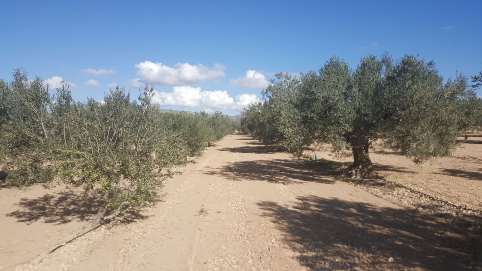 Finca/Country House for sale in Yecla - € 1,321,000 (Ref: 9495016)