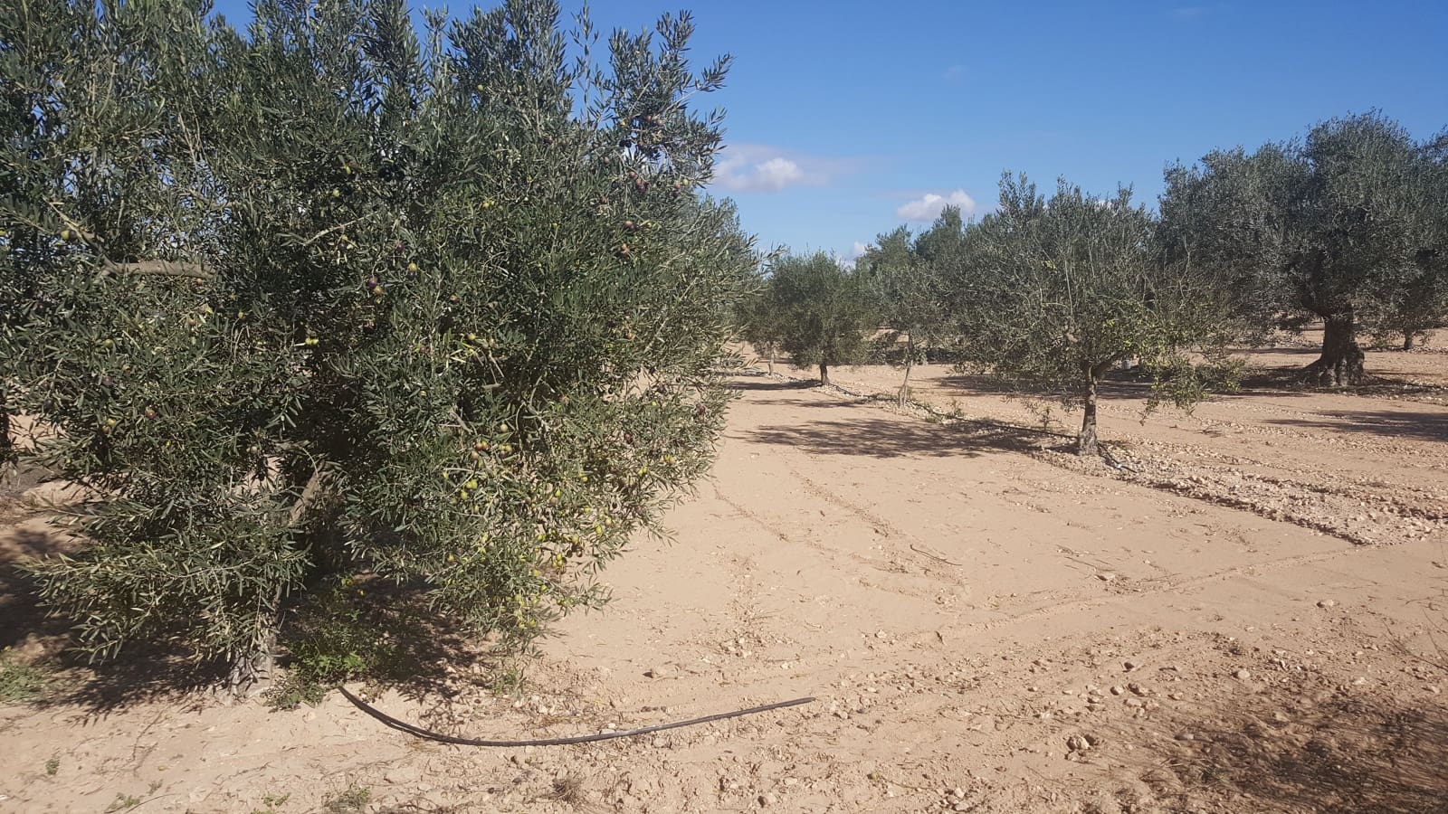 Finca/Country House for sale in Yecla - € 1,321,000 (Ref: 9495016)