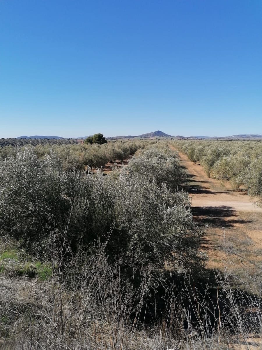 Finca/Country House for sale in Seville city - € 8,500,000 (Ref: 9495017)