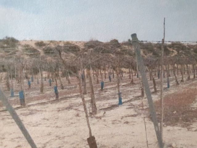 Finca/Landehus til salg i San Antón, Murcia by - € 100.000 (Ref: 9495020)