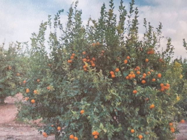 Finca/Landehus til salg i San Antón, Murcia by - € 100.000 (Ref: 9495020)