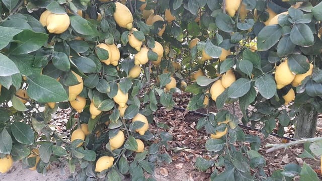 Finca/Maison de Campagne à vendre à Algezares, Murcie ville - 970 000 € (Ref: 9495021)