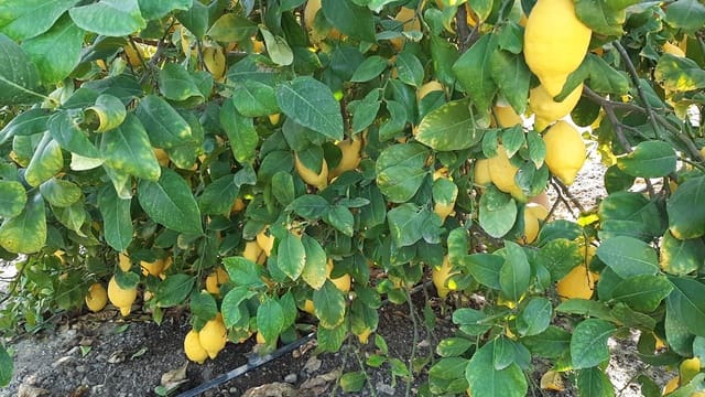 Finca/Maison de Campagne à vendre à Algezares, Murcie ville - 970 000 € (Ref: 9495021)