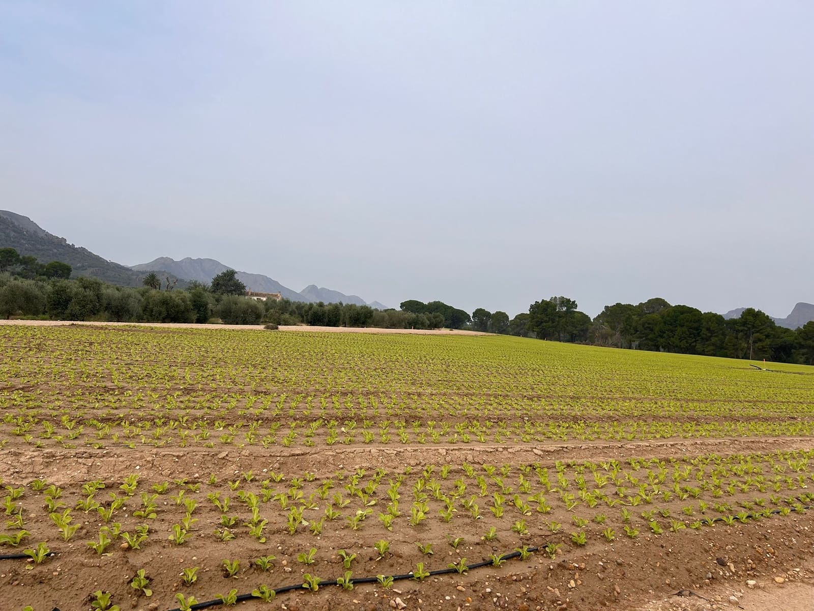 Finca/Country House for sale in La Alberca - € 8,500,000 (Ref: 9495027)