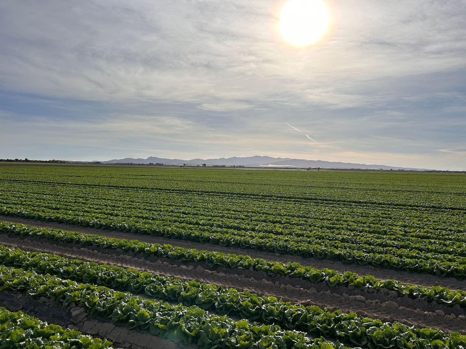 Finca/Country House for sale in La Alberca - € 8,500,000 (Ref: 9495027)