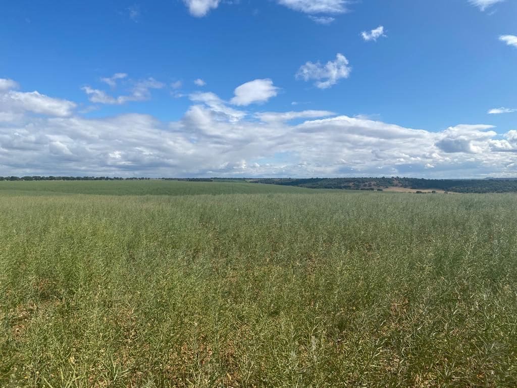 Finca/Country House for sale in Motilla del Palancar - € 6,800,000 (Ref: 9495028)