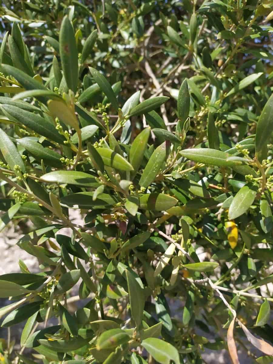 Finca/Herregård til salgs i Alhendin - € 12 000 000 (Ref: 9495031)