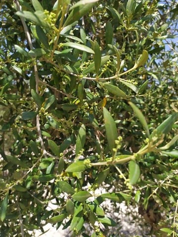 Finca/Herregård til salgs i Alhendín - € 12 000 000 (Ref: 9495031)