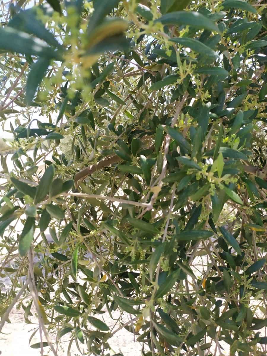 Finca/Herregård til salgs i Alhendin - € 12 000 000 (Ref: 9495031)