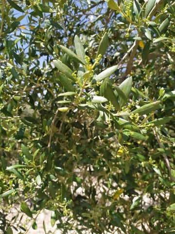 Finca/Herregård til salgs i Alhendín - € 12 000 000 (Ref: 9495031)