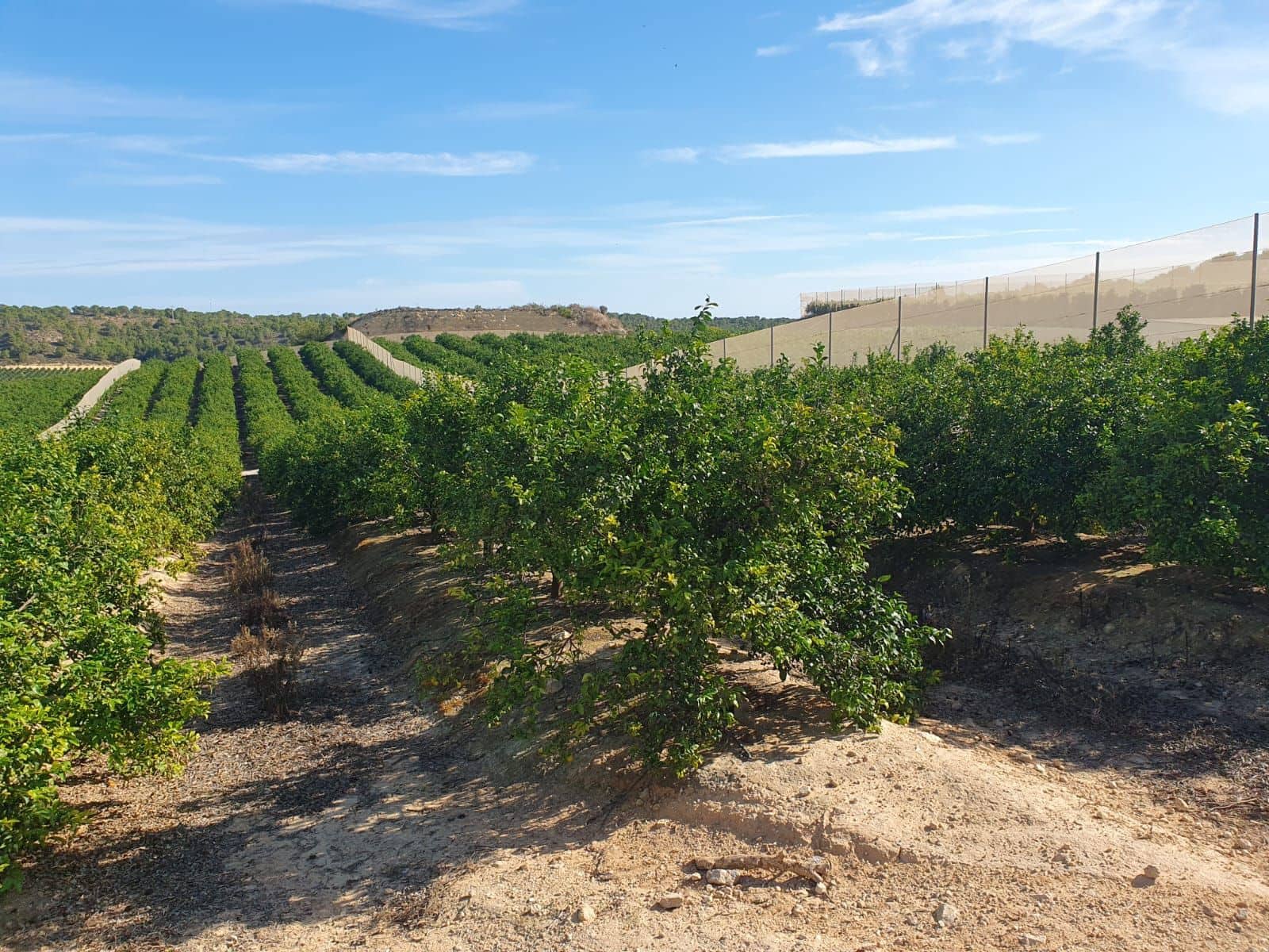 Maalaistalo myytävänä paikassa Pilar de la Horadada - 20 000 000 € (Ref: 9495032)