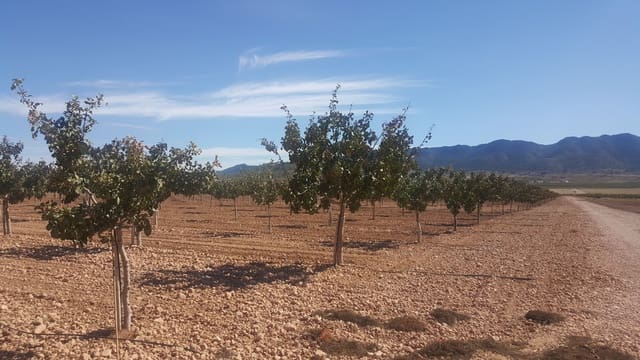 Quinta/Casa Rural para venda em Yecla - 10 000 000 € (Ref: 9495033)