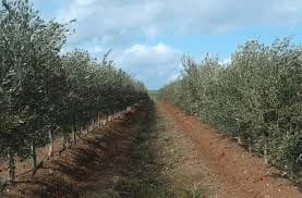 Finca/Country House for sale in Colores, Entreparques, Seville city - € 16,500,000 (Ref: 9495034)